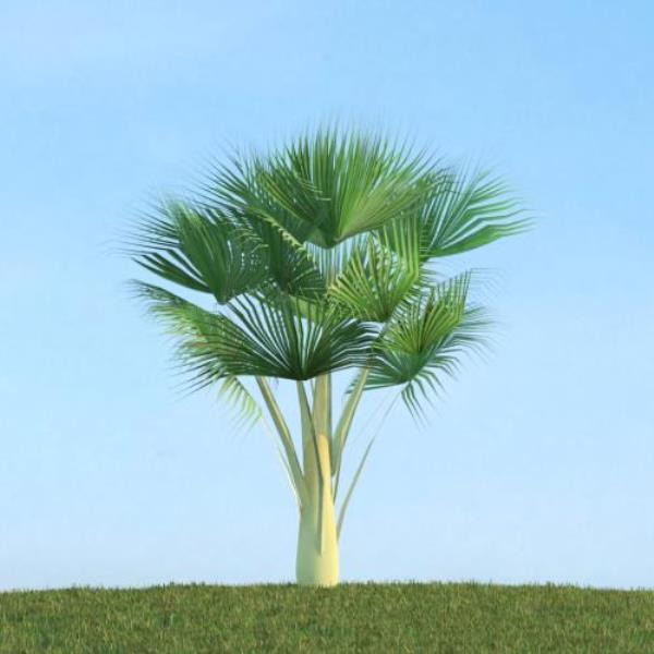 Tropical tree